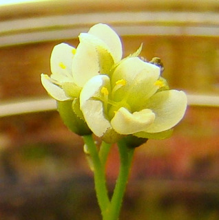 Drosera anglica (Kanaele Bog, Kaui, HI) flowers tropical