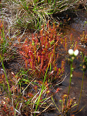 Drosera anglica in habitat at Alaka'i Swamp, Kaua'i, Hawaii