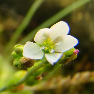 Drosera burmannii with a small flower