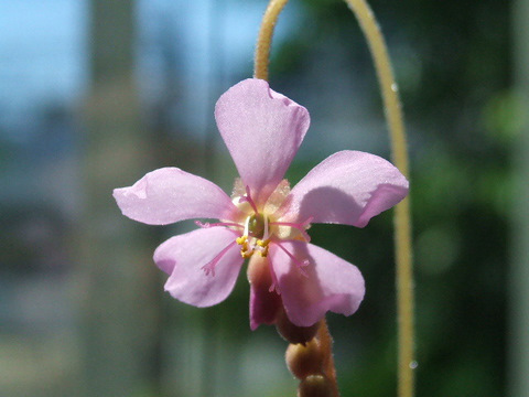 Drosera capensis x aliciae flower