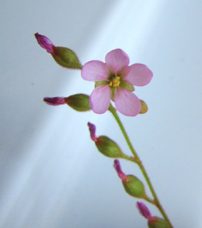 Drosera natalensis pink flower