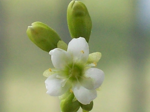 D. x obovata 'Ivan's Paddle' white flower